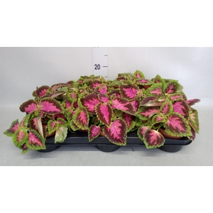 Plectranthus col.   ...