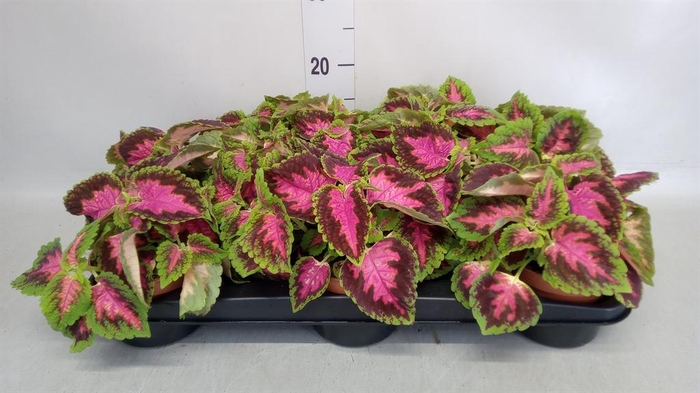 <h4>Plectranthus col.   ...</h4>