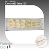 Anthurium Carnaval | Extra