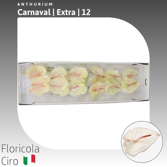 <h4>Anthurium Carnaval | Extra</h4>