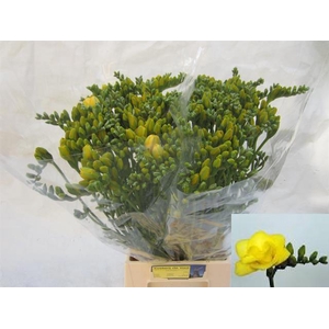Frees DU Yellow