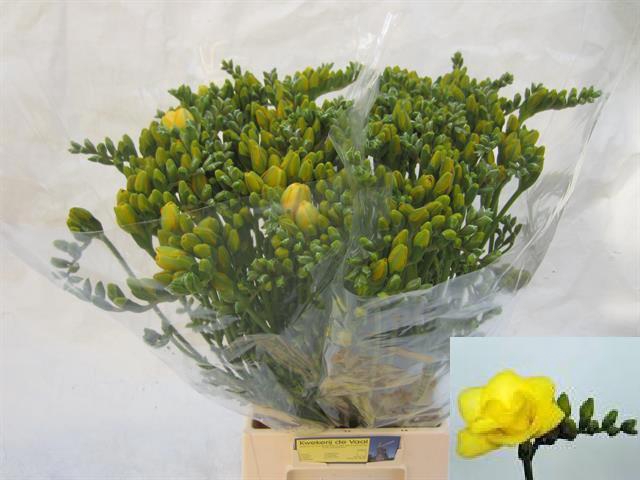 <h4>Frees DU Yellow</h4>