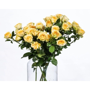 Rosa TR 'Bandolero' BRAAM