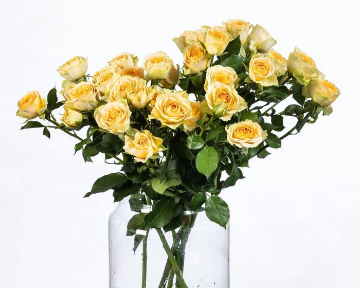 Rosa TR 'Bandolero' BRAAM