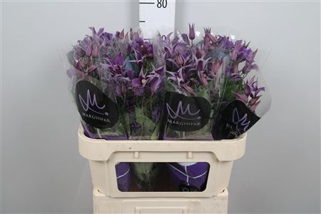 <h4>Clem Blue Pirouette</h4>