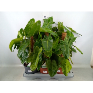Philodendron   ...