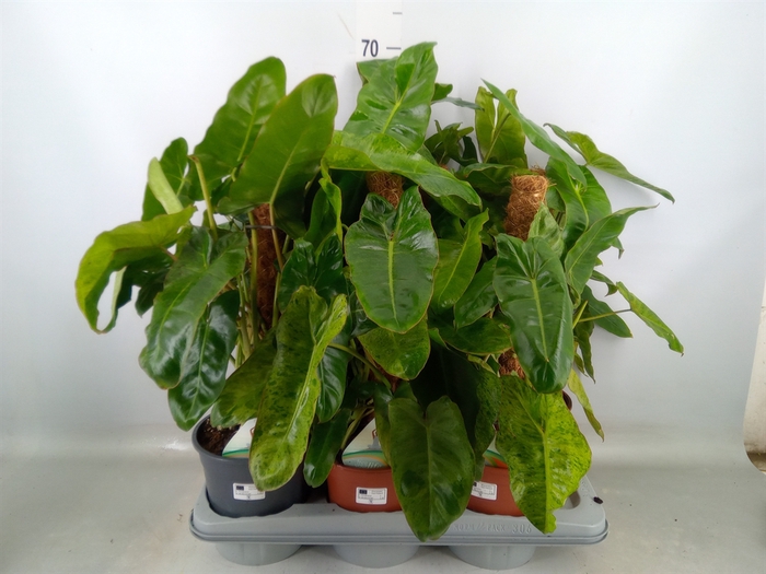 <h4>Philodendron   ...</h4>