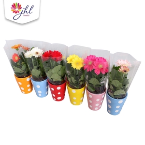 Gerbera Colourgame keramiek Daisy