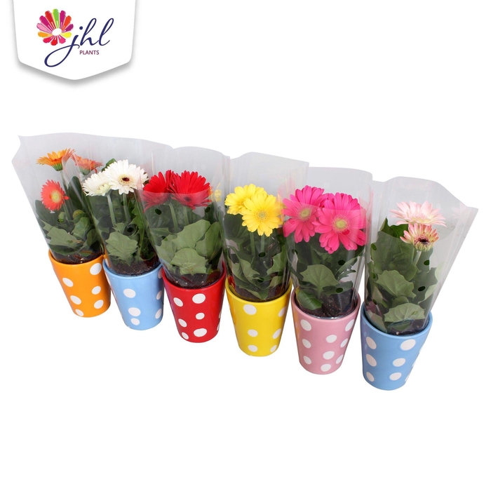 <h4>Gerbera Colourgame keramiek Daisy</h4>