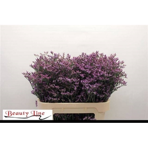 LIM SAFORA LILAC