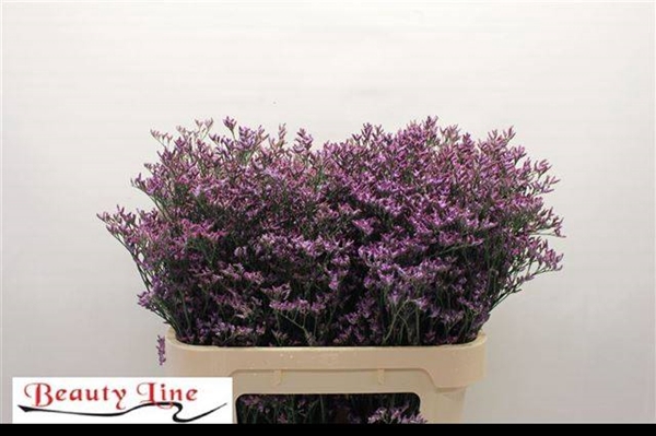 <h4>LIM SAFORA LILAC</h4>