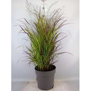 Panicum virgatum 'Oxblood Autumn'