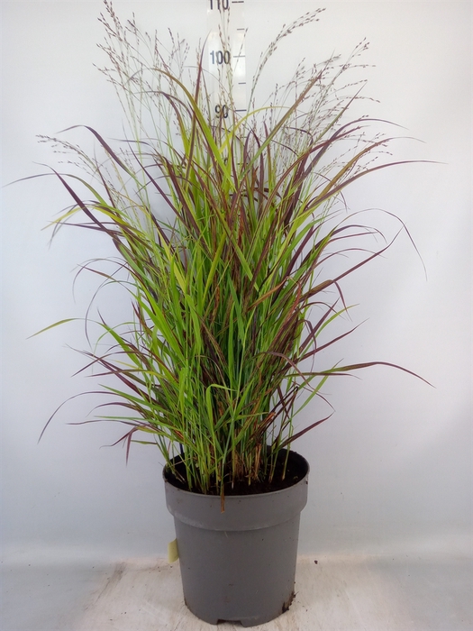 <h4>Panicum virgatum 'Oxblood Autumn'</h4>