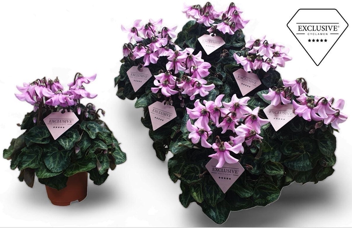 <h4>Cyclamen KL 'Petticoat'</h4>