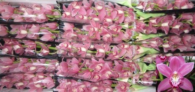 <h4>CYMB MI SOLO</h4>