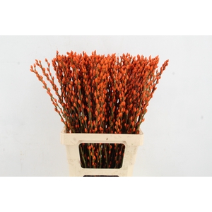 Salix Snowflake 70cm Orange