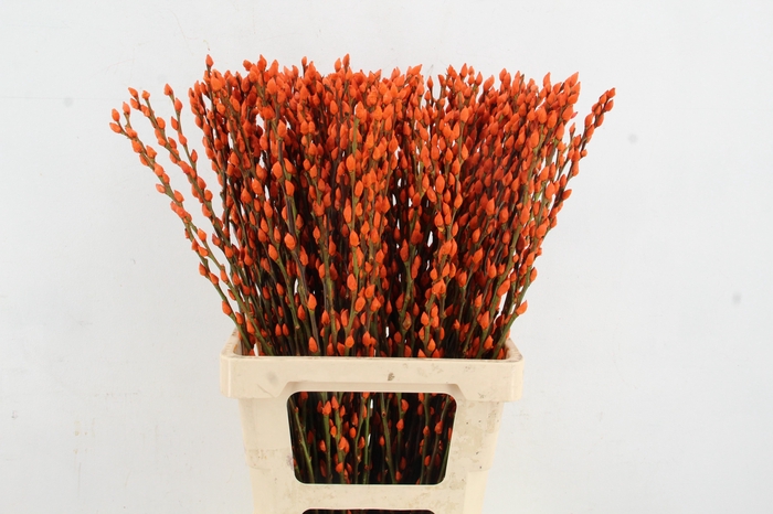 <h4>Salix Snowflake 70cm Orange</h4>