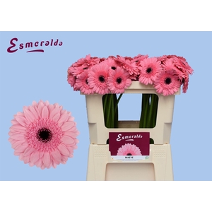 GERBERA MI 'MAEVE'