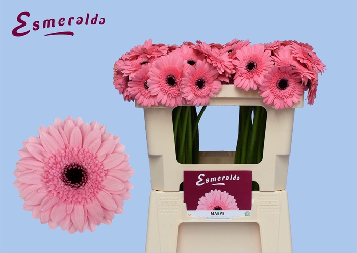 <h4>GERBERA MI 'MAEVE'</h4>