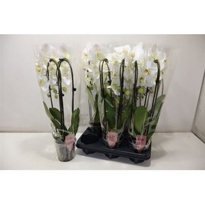 Phal An Leeds Cascade