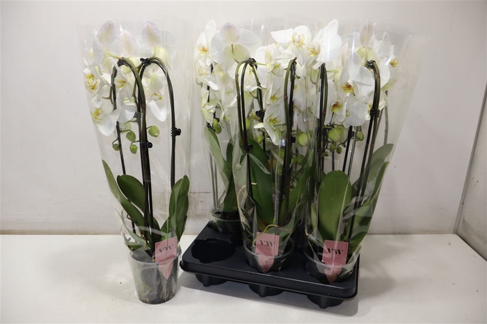 <h4>Phal An Leeds Cascade</h4>
