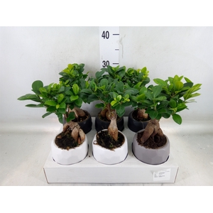 Ficus microcarpa 'Ginseng'