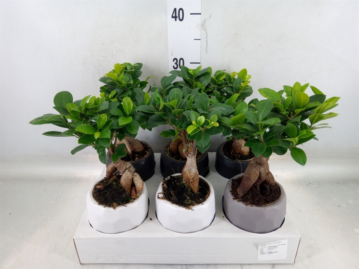 <h4>Ficus microcarpa 'Ginseng'</h4>