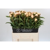 Paeonia Chiffon Parfait