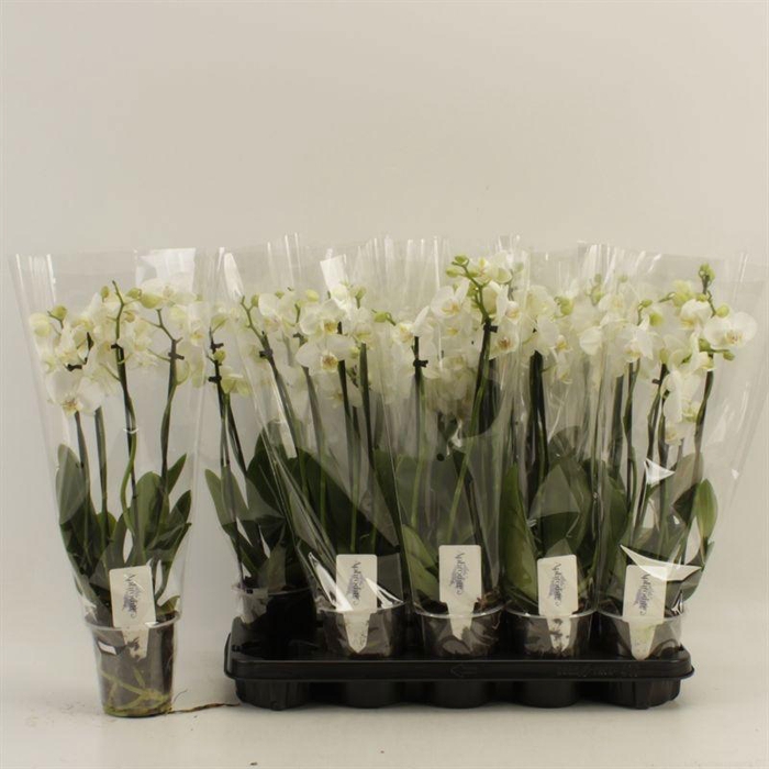 <h4>PHAL OV WIT</h4>