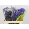 Delphinium Oriental Blue