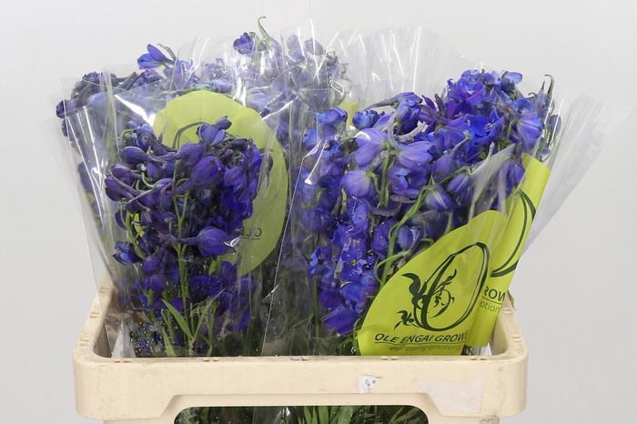 Delphinium Oriental Blue