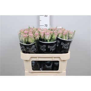 R Gr Samantha Bridal