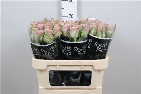 <h4>R Gr Samantha Bridal</h4>