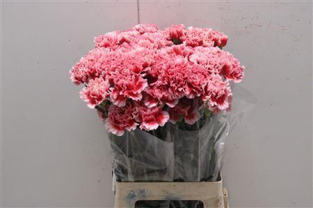 <h4>Di St Cheerio</h4>