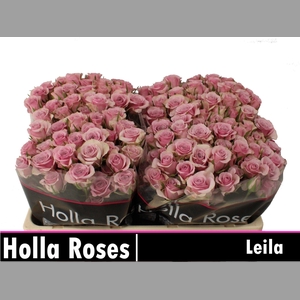 R TR LEILA