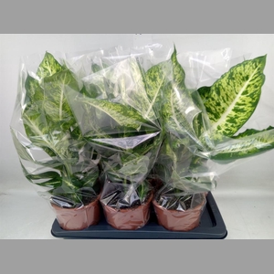 Dieffenbachia  'Mars'