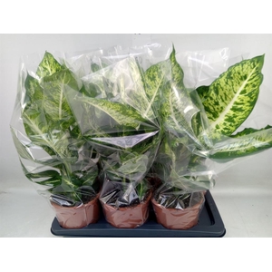 Dieffenbachia  'Mars'