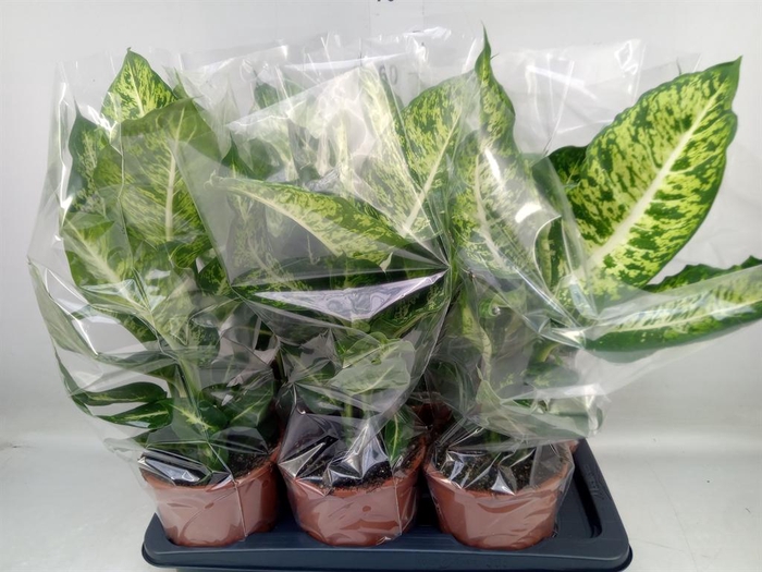<h4>Dieffenbachia  'Mars'</h4>