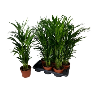DYPSIS LUTESCENS