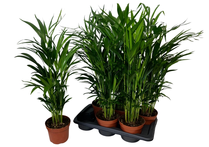 <h4>DYPSIS LUTESCENS</h4>
