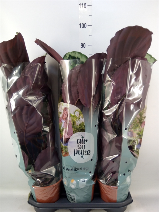 <h4>Calathea  'Medallion'</h4>