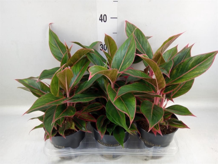 <h4>Aglaonema  'Jungle Red'</h4>