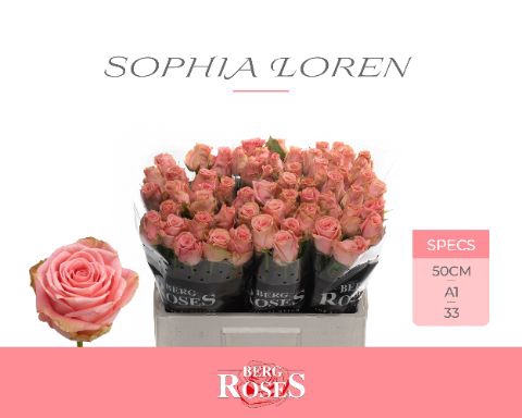 <h4>Rozen R GR Sophia Loren 34</h4>