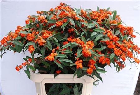 <h4>Euph F T Queen Orange</h4>