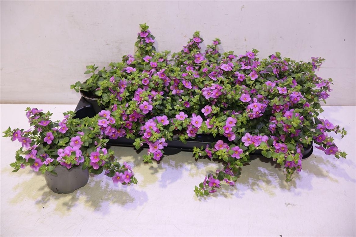 <h4>Sut Big Pink Falls</h4>