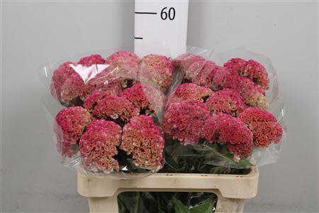 <h4>Cel C Reprise Rose</h4>