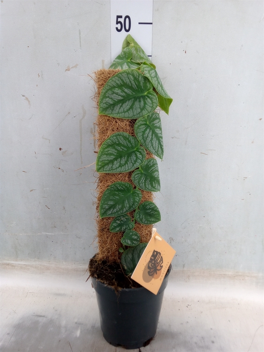 <h4>Monstera dubia    ...juveniel</h4>