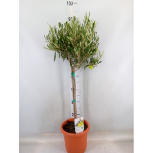 Olea europaea