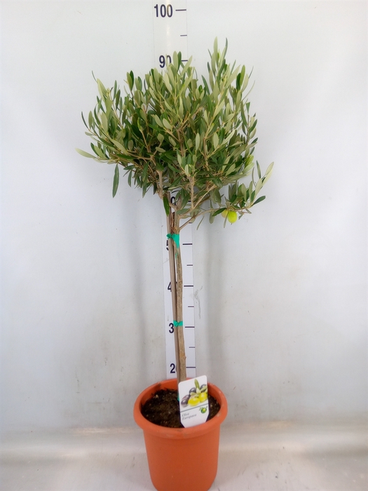 <h4>Olea europaea</h4>