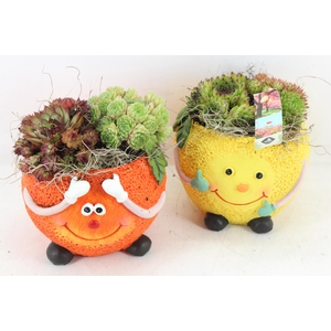 arr4 Semp JS - Ker. fruit mix orange/lemon